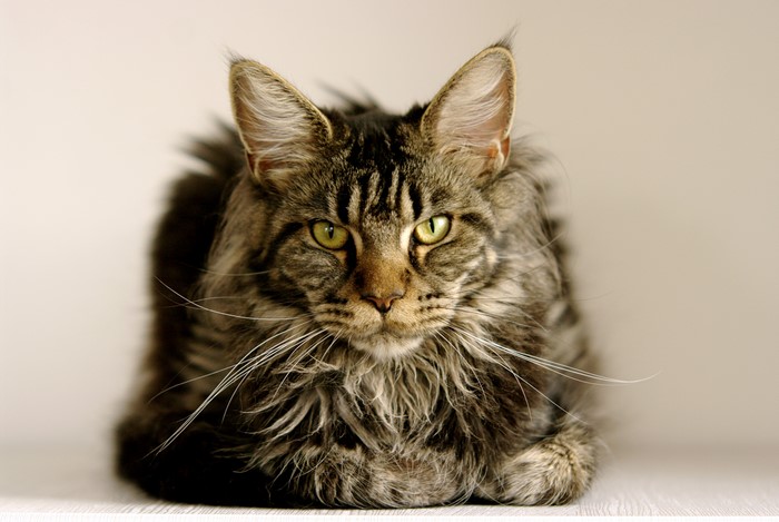 Maine Coon Cat