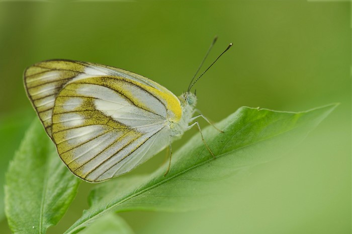 White and yellow butterfly on a green leaf