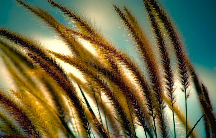 Close-up of feathery grass plumes against a blue sky