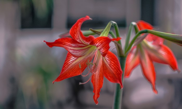 Close-up of Red Amaryllis Flowers