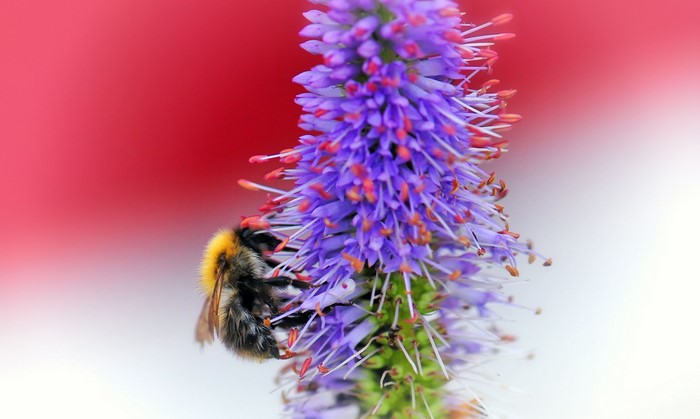 Bumblebee on a purple flower