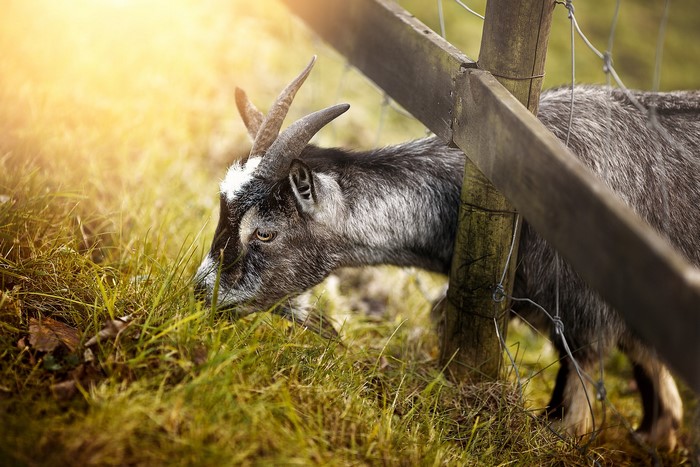 Goat eating grass near a wooden fence