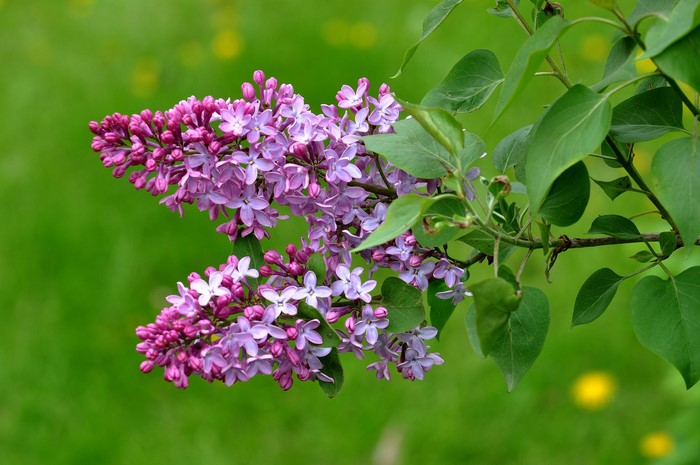 Purple lilac flowers on a branch