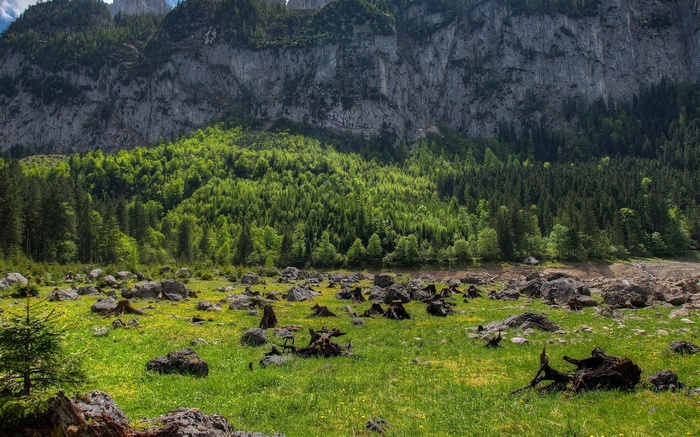 Rocky mountain landscape with green forest and meadow