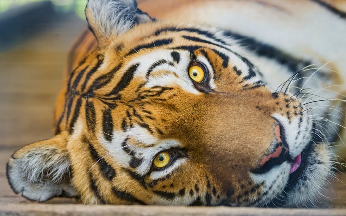 Tiger lying down with tongue out
