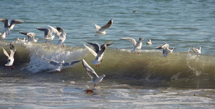 Seagulls flying over waves at sea