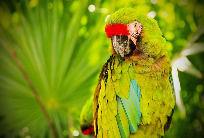 Great Green Macaw parrot with red forehead