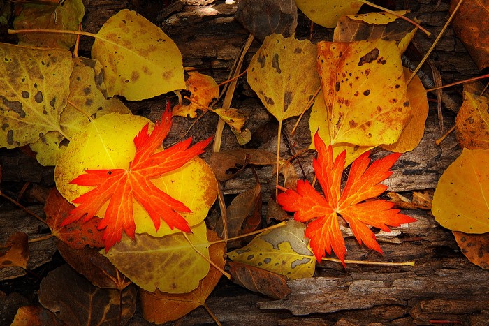 Autumn leaves on wood