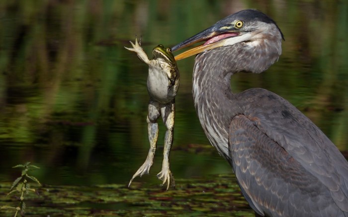 Great Blue Heron eating a frog
