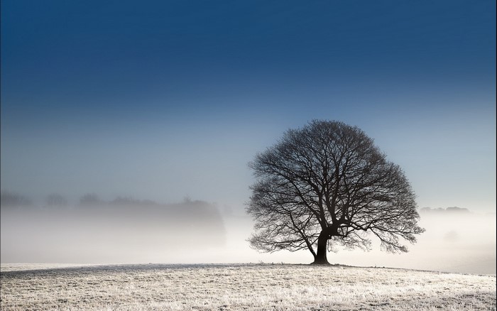 Bare tree in a frosty field with fog