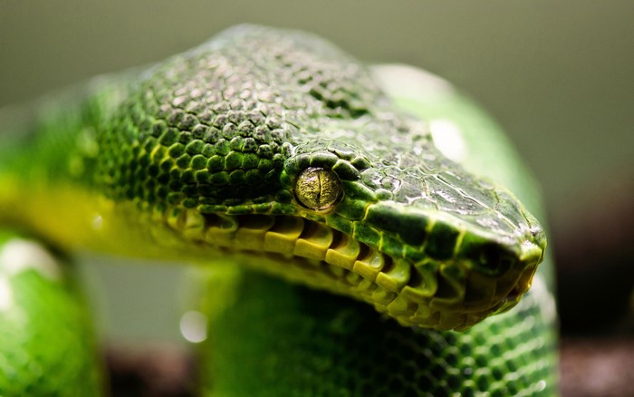 Close-up of a green snake's head