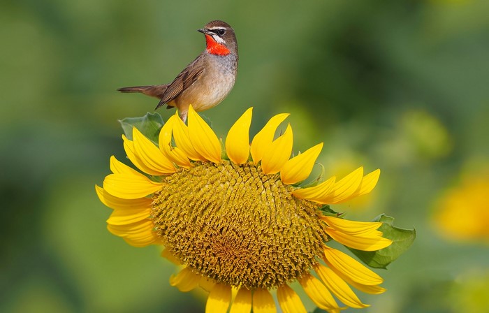 Bird on a Sunflower