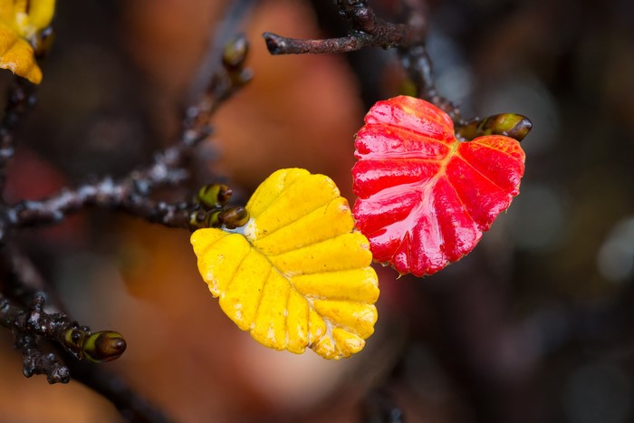 Autumn leaves on branches