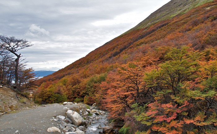 Autumn mountain slope with trees and a dirt path