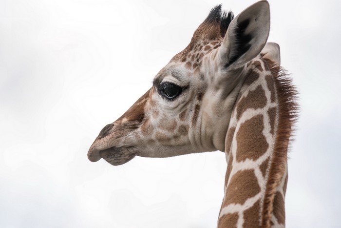 Close-up of a giraffe's head and neck