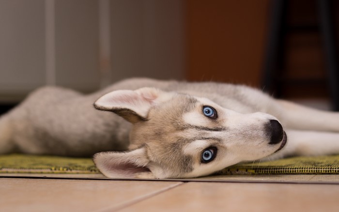 Husky puppy with blue eyes lying down