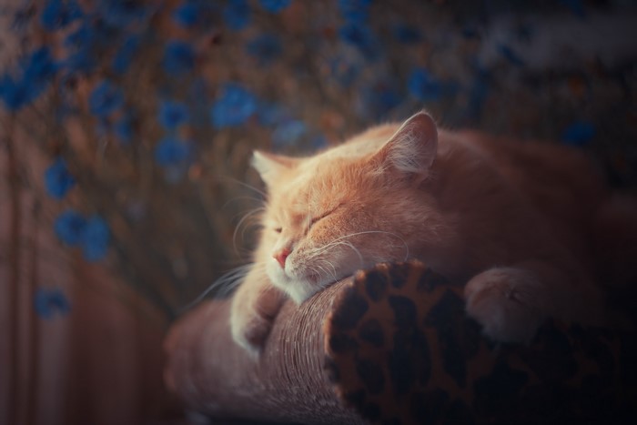 Ginger cat sleeping on a patterned surface