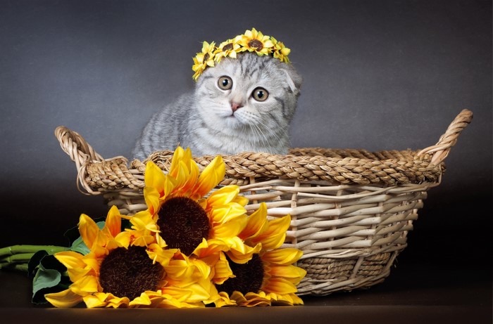 Scottish Fold kitten with sunflowers in a wicker basket