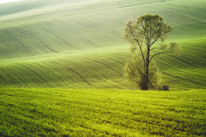 Rolling green fields with a lone tree