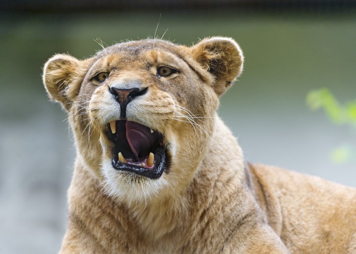 Lioness roaring with mouth open