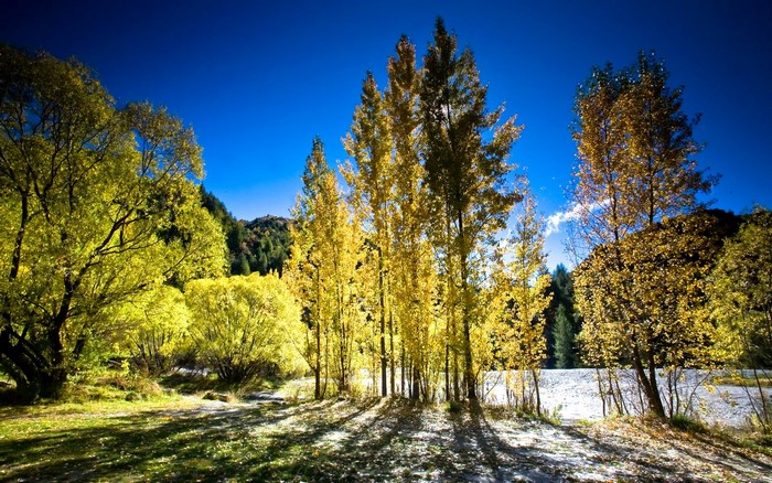 Autumn trees by a river with mountains