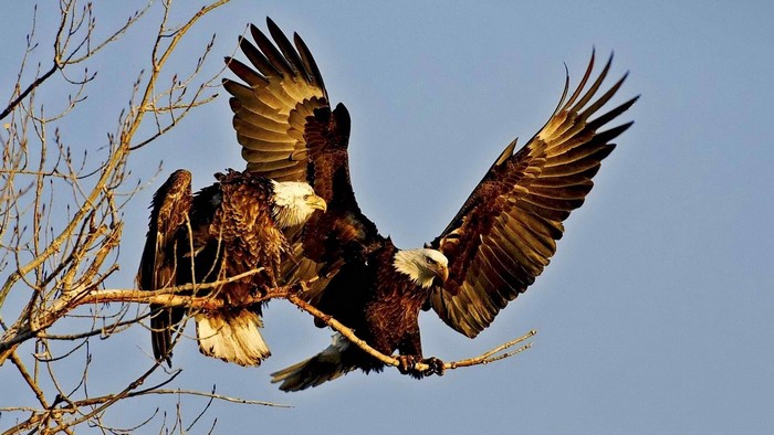 Two bald eagles perched on tree branches