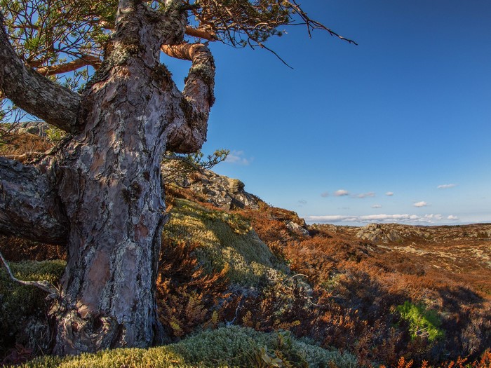 Twisted pine tree on a rocky, heather-covered hillside under a blue sky
