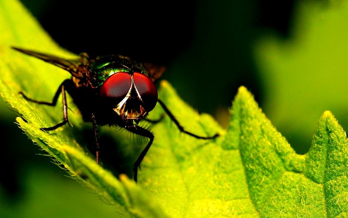 Close-up of a fly with red eyes on a green leaf