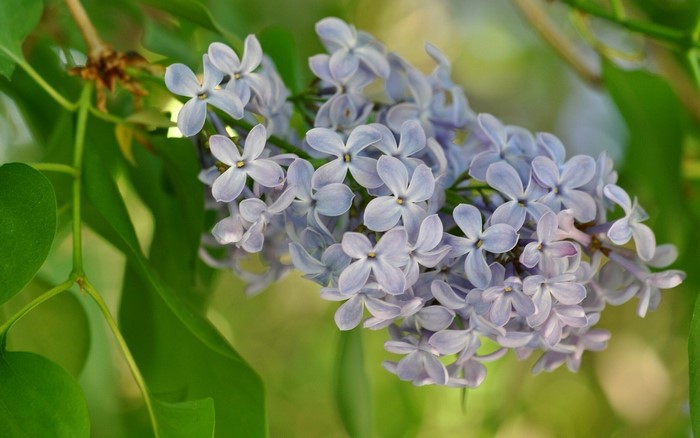 Close-up of a lilac flower cluster