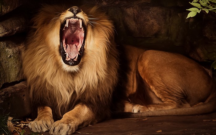 Lion yawning in a cave