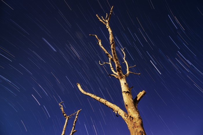 Dead tree against a starry night sky with star trails