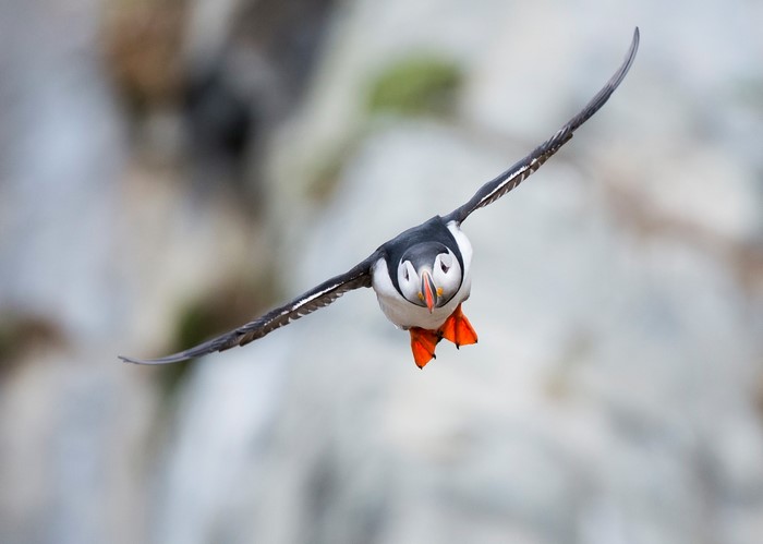 Puffin in flight