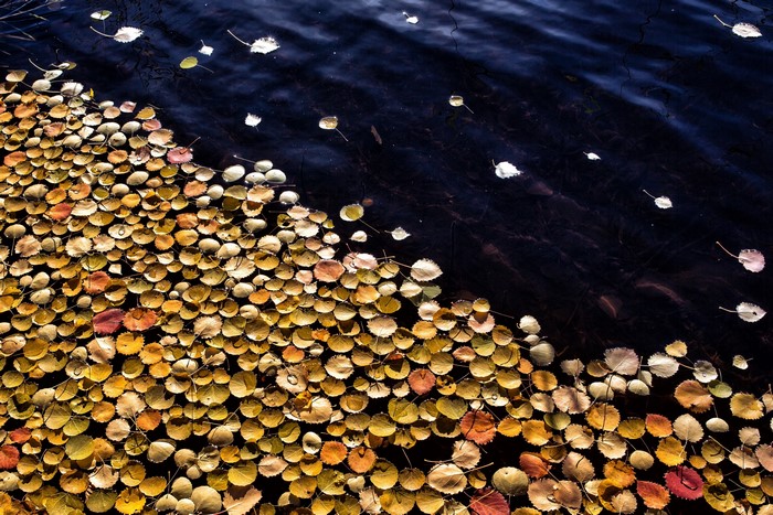Autumn leaves floating on dark water