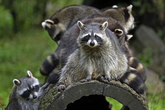 Raccoons on a log
