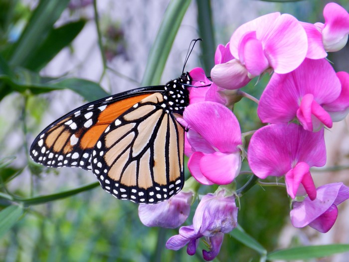 Monarch butterfly on pink sweet pea flowers