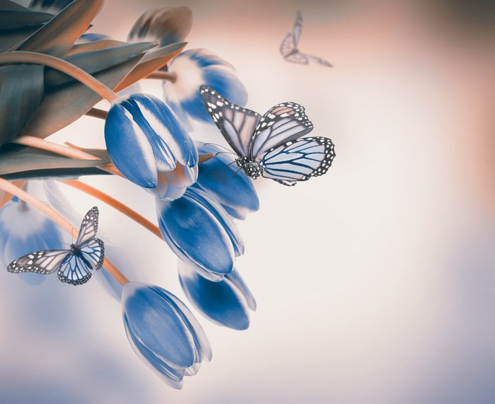 Blue Tulips with Butterflies