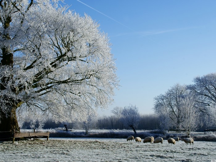 Sheep grazing in a frosty winter landscape with frosted trees