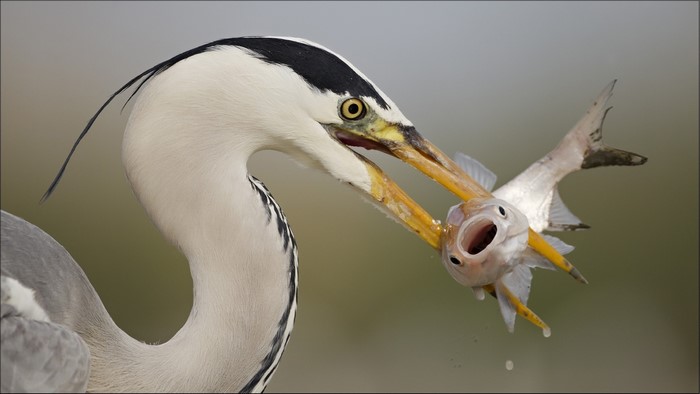 Heron eating a fish