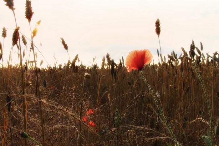 Field of wheat with poppies