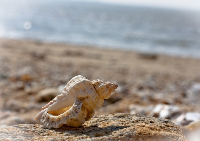 Seashell on a rock at the beach