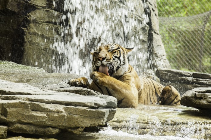 Tiger licking its paw in a waterfall