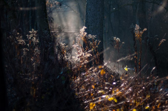 Sunlight filtering through a mystical forest with dry grass