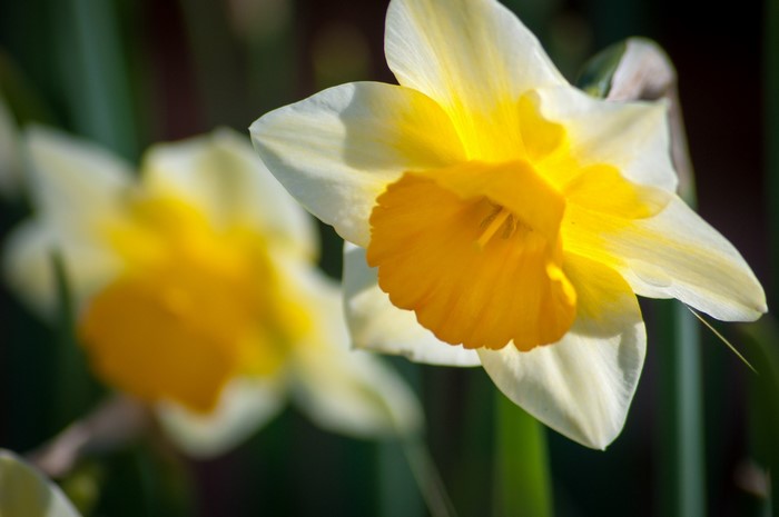 Close-up of two yellow and white daffodils