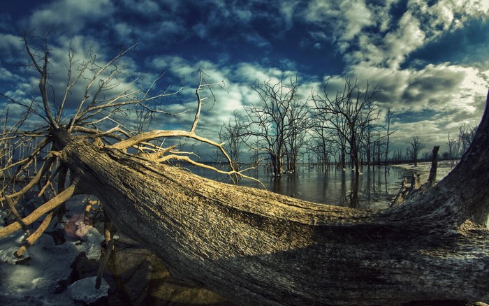 Fallen tree in a flooded forest under a cloudy sky