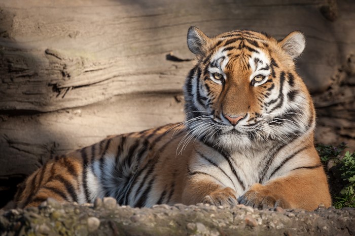 Tiger lying down in front of a log