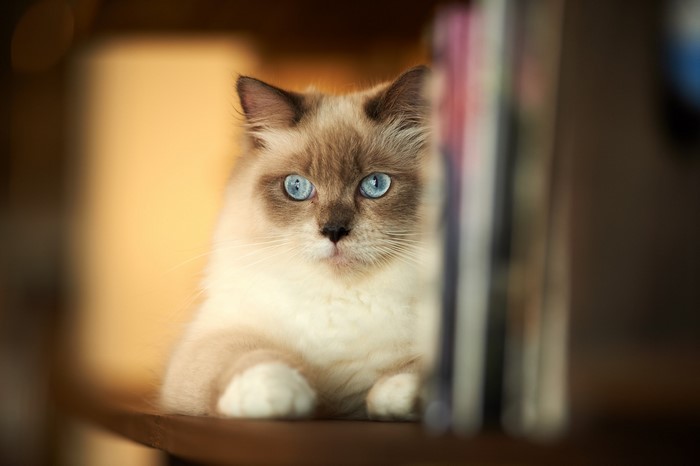 Ragdoll cat with blue eyes peeking from behind books