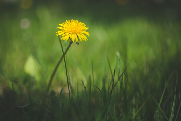 Yellow Dandelion Flower in Green Grass