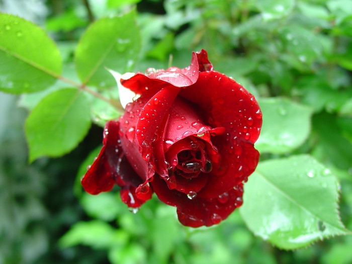 Red Rose with Water Drops