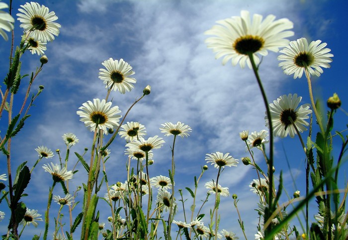 Daisies against a blue sky with clouds