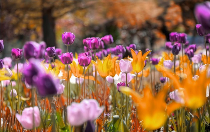 Field of colorful tulips in bloom